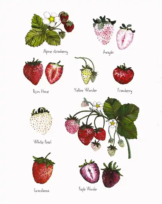 Hit sprzedaży Truskawki- grafika na ścianę- ilustracja- owoce