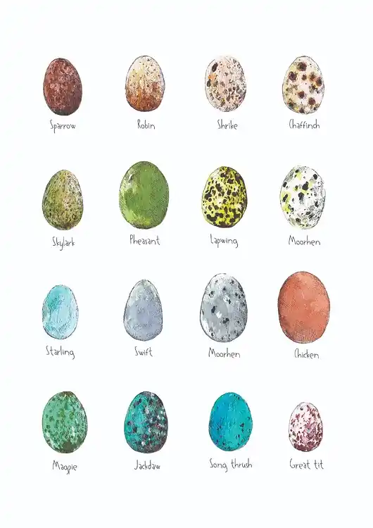 Nie przegap Jajka - grafika- ilustracja- plakat- eggs