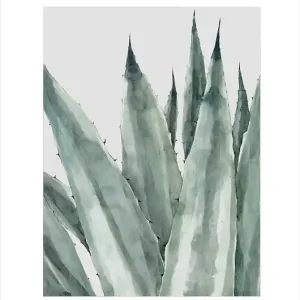 Agave 50x70 cm / Fine Art Print Zamów dziś