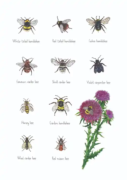 Cena promocyjna Pszczoły i trzmiele - grafika na ścianę- ilustracja- kwiaty