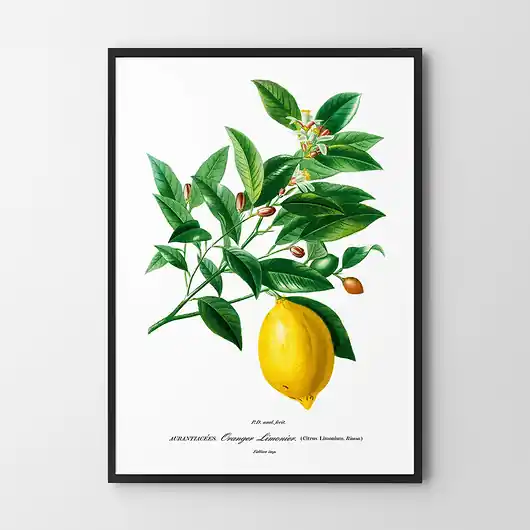 Plakat Cytryna vintage Wysoka jakość