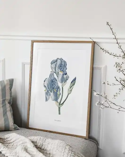 Plakat Irys Pallida Szybka dostawa