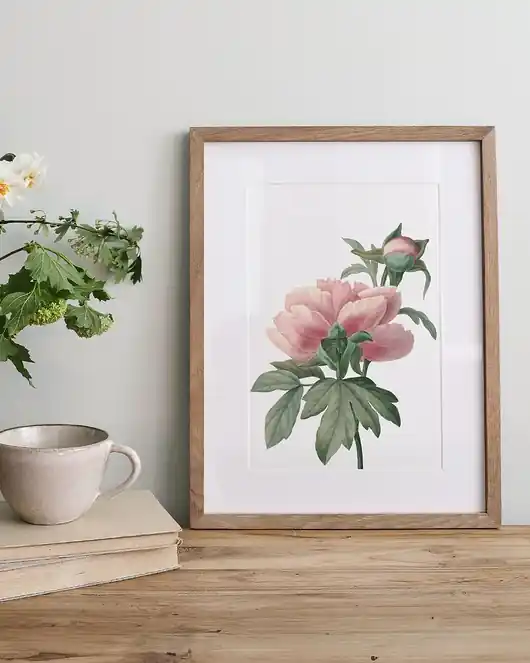 Plakat Piwonia Drzewiasta Taniej