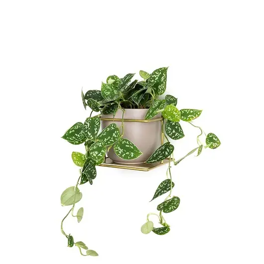 Kwietnik Flora złoty Okazja