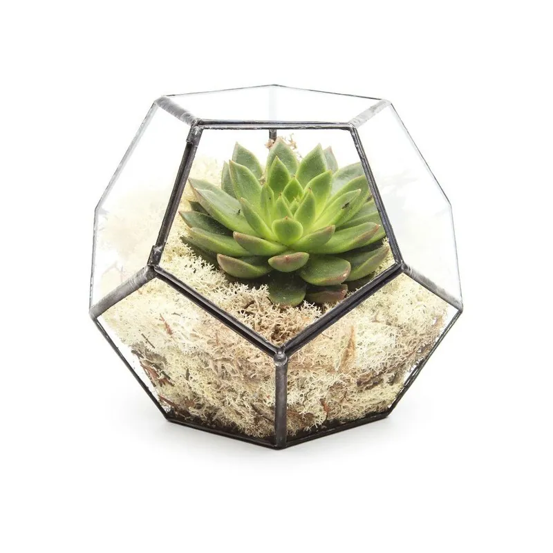 Terrarium z roślinami Penta Bonami Ograniczona ilość