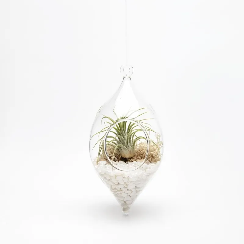 Do wyczerpania zapasów Terrarium z roślinami Icicle Bonami