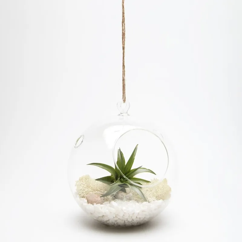 Terrarium z roślinami Globe Bonami Popularny