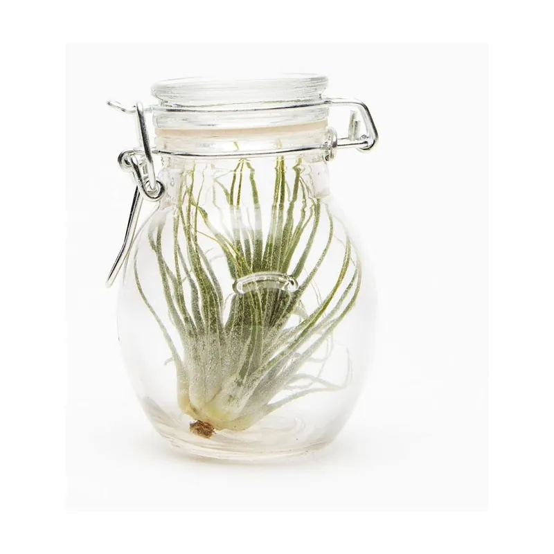 Terrarium z roślinami Baby Round Bonami Zamów dziś