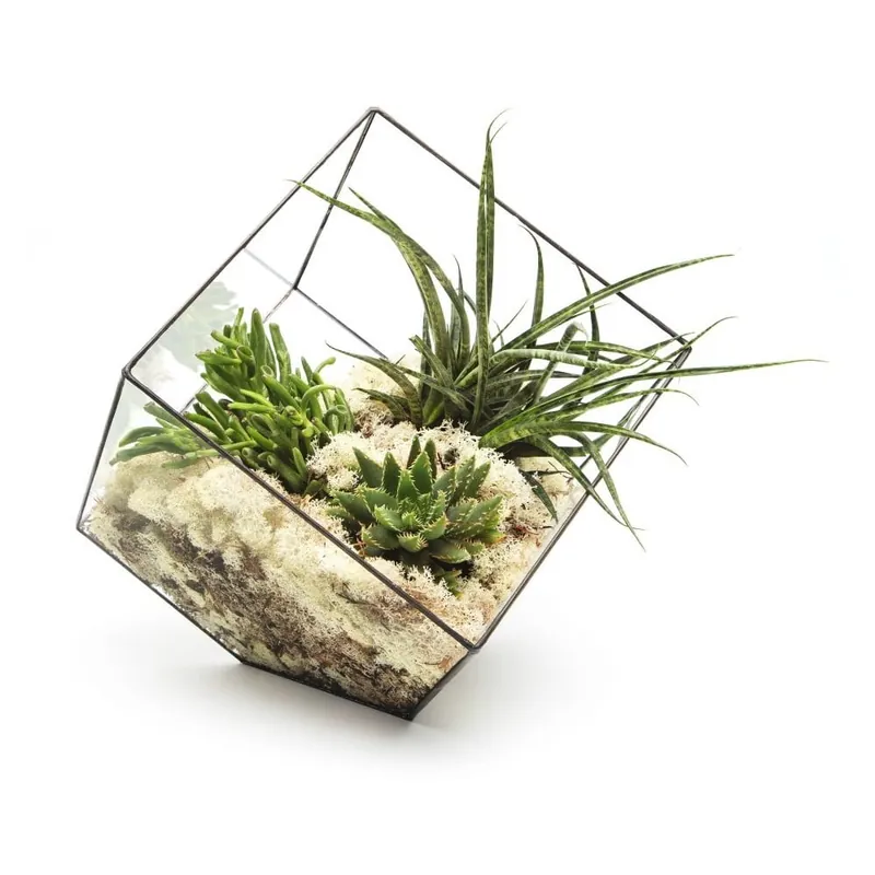 Kup teraz Terrarium z roślinami Super Aztec Cube Bonami