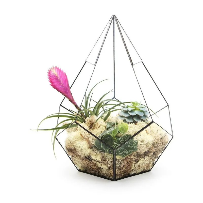 Terrarium z roślinami Super Aztec Prims Bonami Tylko do końca tygodnia