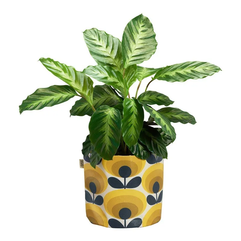 Szybka wysyłka Żółta materiałowa doniczka Orla Kiely Dandelion, Ø 18 cm Bonami